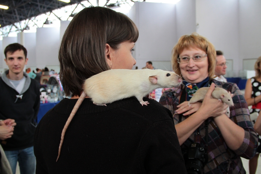 Мышка за кошку, кошка за Жучку