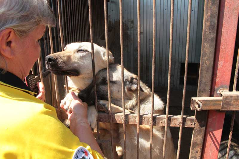 Не по-людски