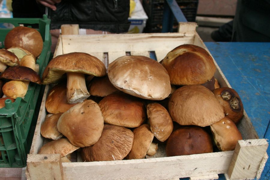 Грибники, не прячьтесь от грибов!