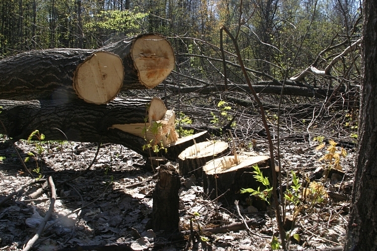 Эксперт с топором