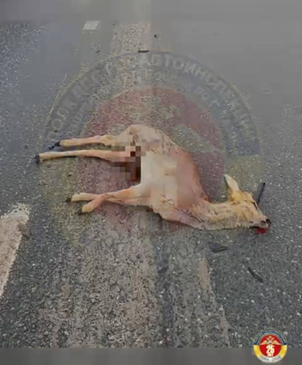 В Казани неизвестный водитель насмерть сбил косулю и скрылся