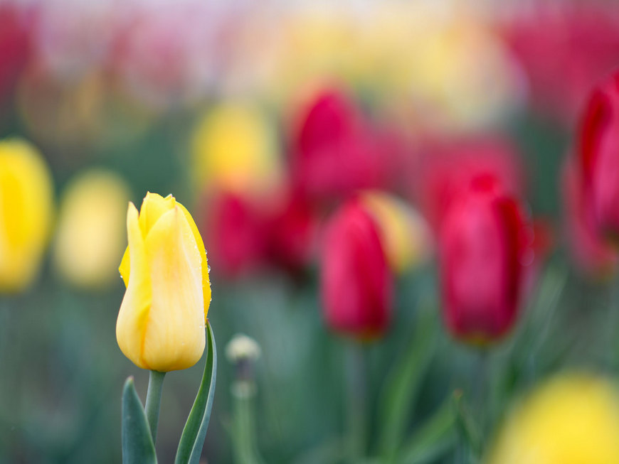 Абрамченко заявила, что Россия не останется без голландских тюльпанов