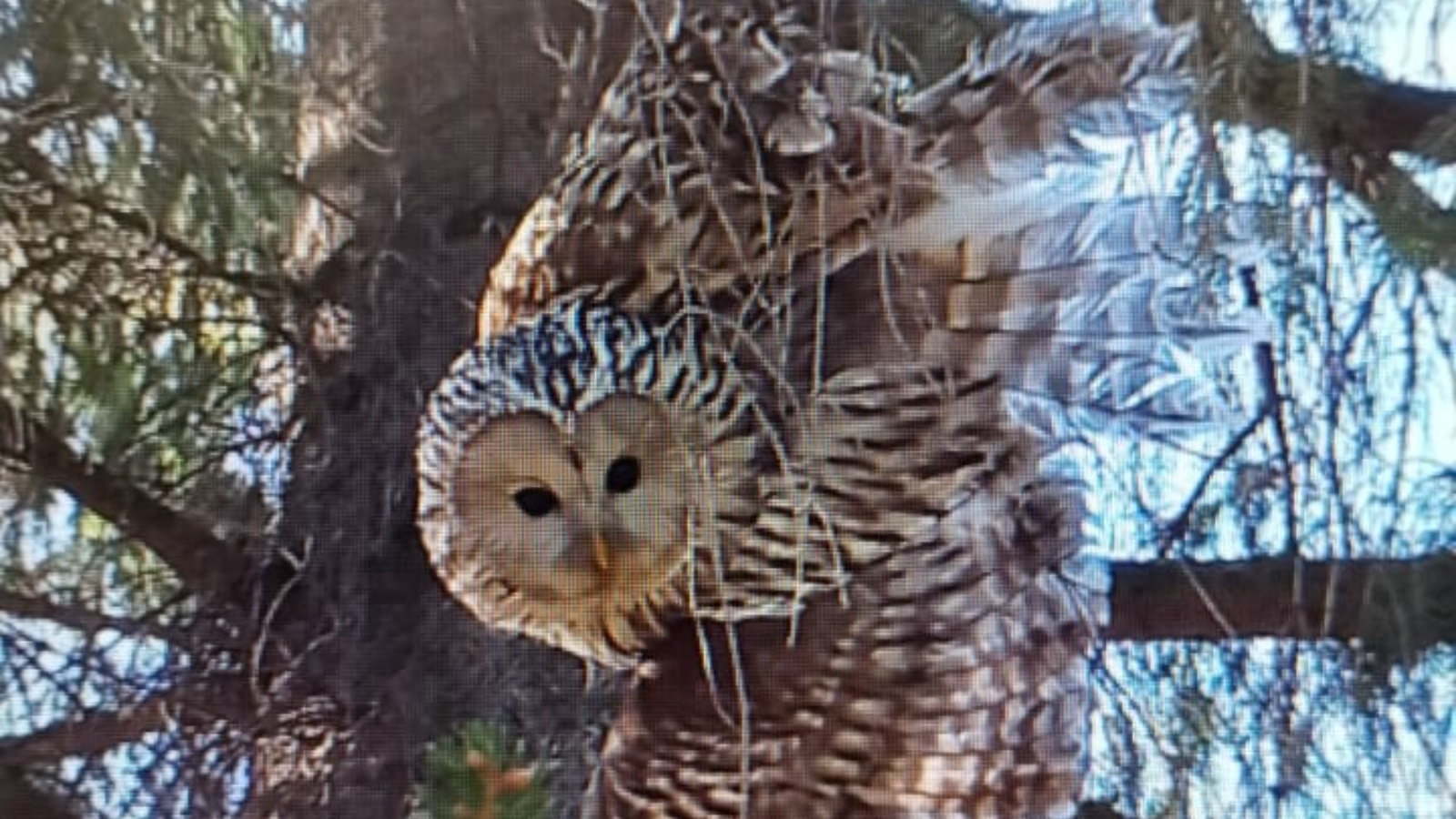 Татарстанцев призвали не пытаться помогать совам в городах