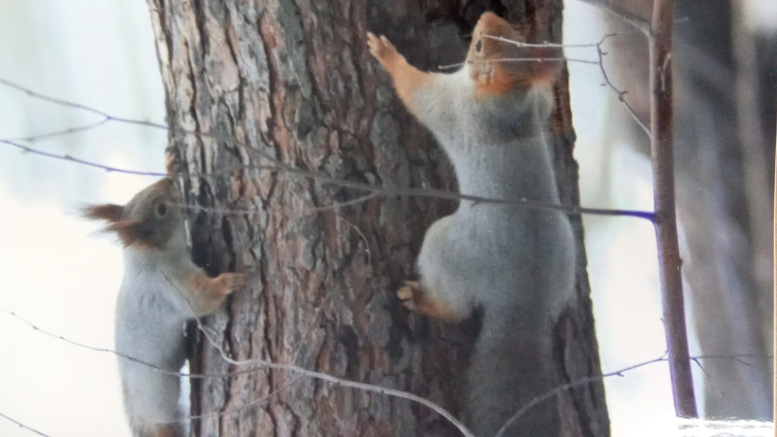 Госкомитет Татарстана по биоресурсам