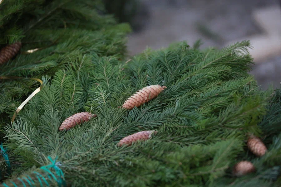 В Казани спрос на утилизацию ёлок вырос на девять процентов