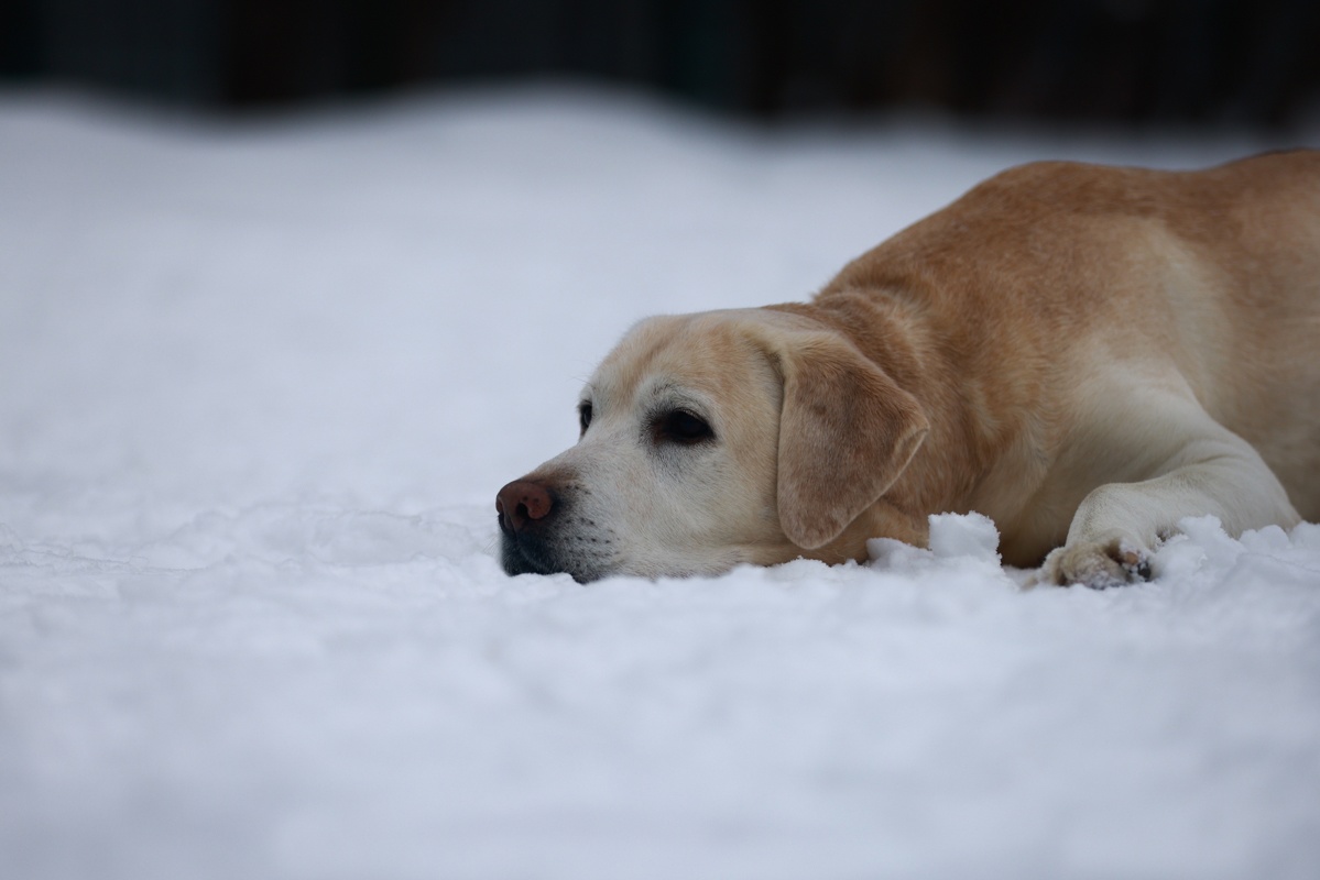 Ввоз кормов для животных из Италии в Россию приостановят