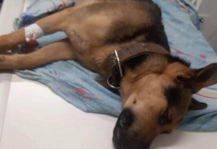 Казанский чиновник призвал проверить расстрел собак в Нижнекамске