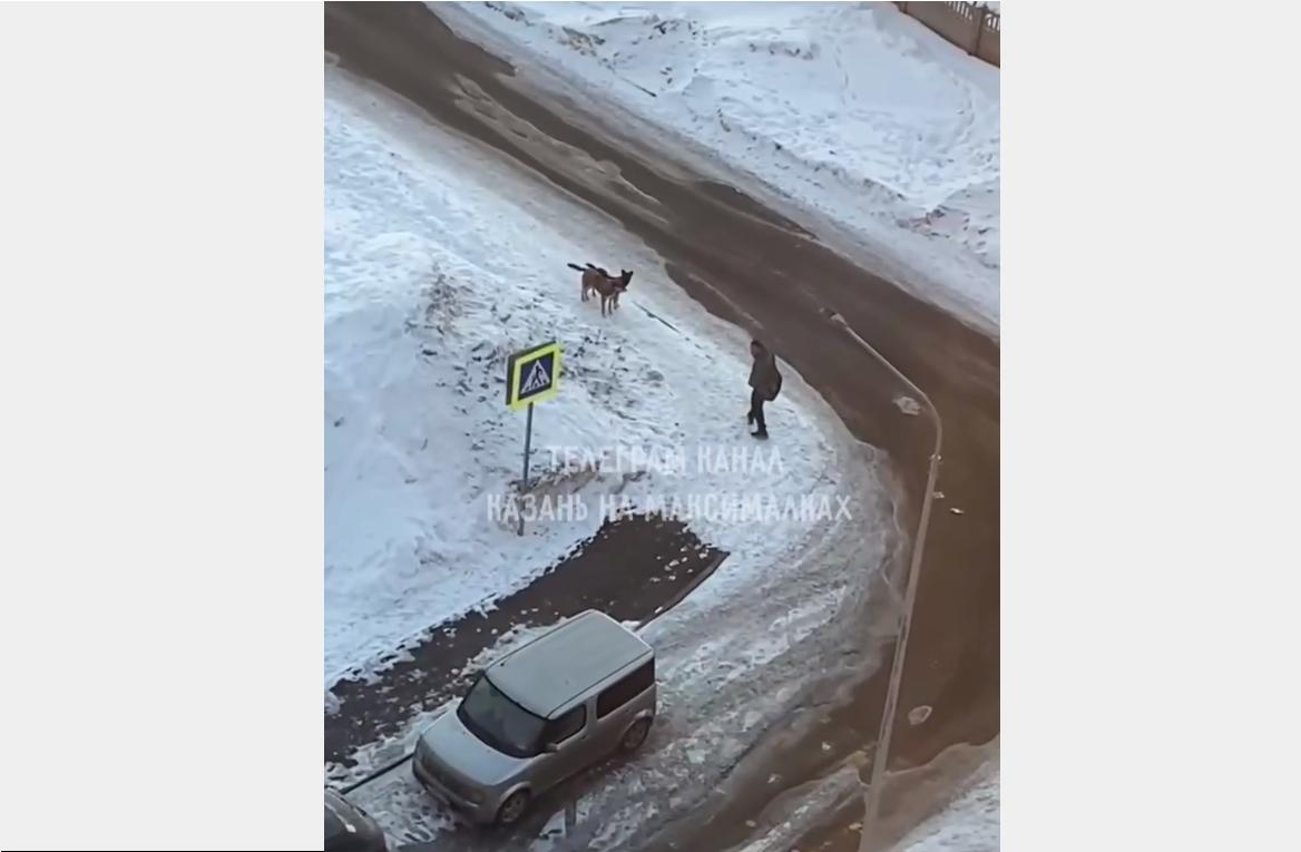 Жильцов нового казанского ЖК держит в страхе стая собак