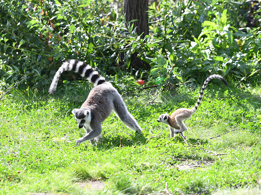 Зооботсад в Казани с началом апреля переходит на весенний режим работы