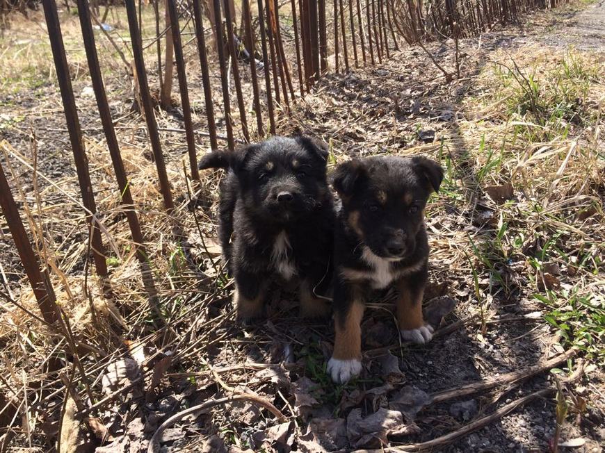 Более 12 тысяч собак отловили в Казани за три года