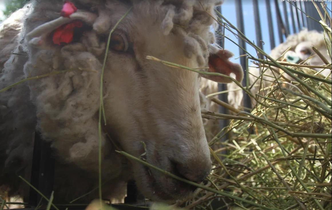 Продажей животных в Татарстане в Курбан-байрам займутся сельхозпредприятия