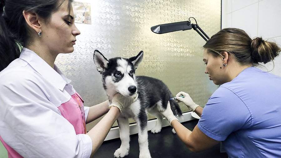 Бесплатная вакцинация собак и кошек от бешенства пройдет в Казани
