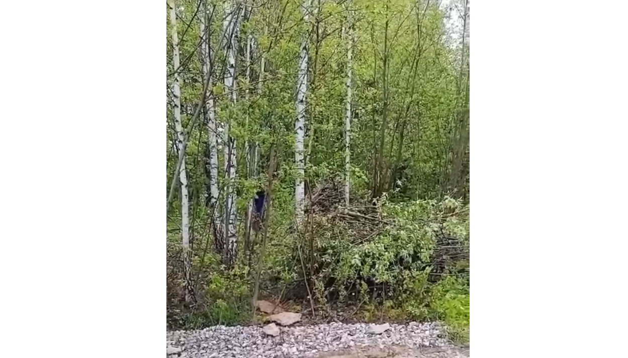 Под Казанью в приаэродромной зоне начали вырубать лес под строительство  домов