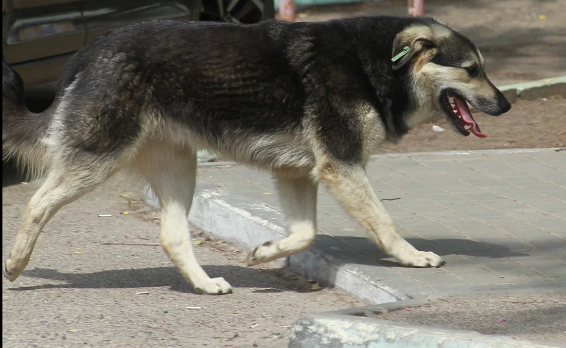 За выгул опасных пород собак без намордника хотят штрафовать на 3 тысячи рублей