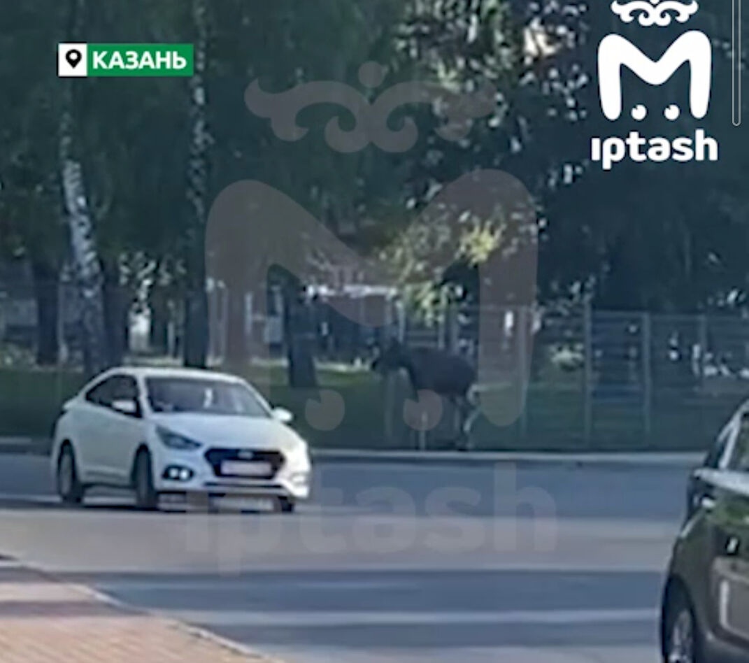 Появились новые подробности о лосенке, погибшем у Деревни Универсиады