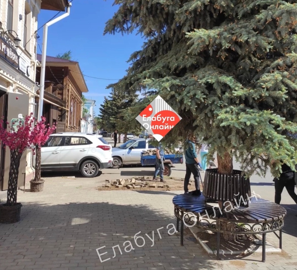 Возмущенные жители Елабуги создали петицию против вырубки елей