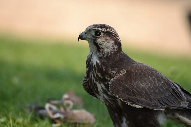 Проект Минэкологии Татарстана стал финалистом премии «Хрустальный компас»