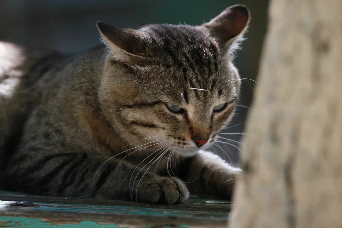 Татарстанец приютил около 400 бездомных животных