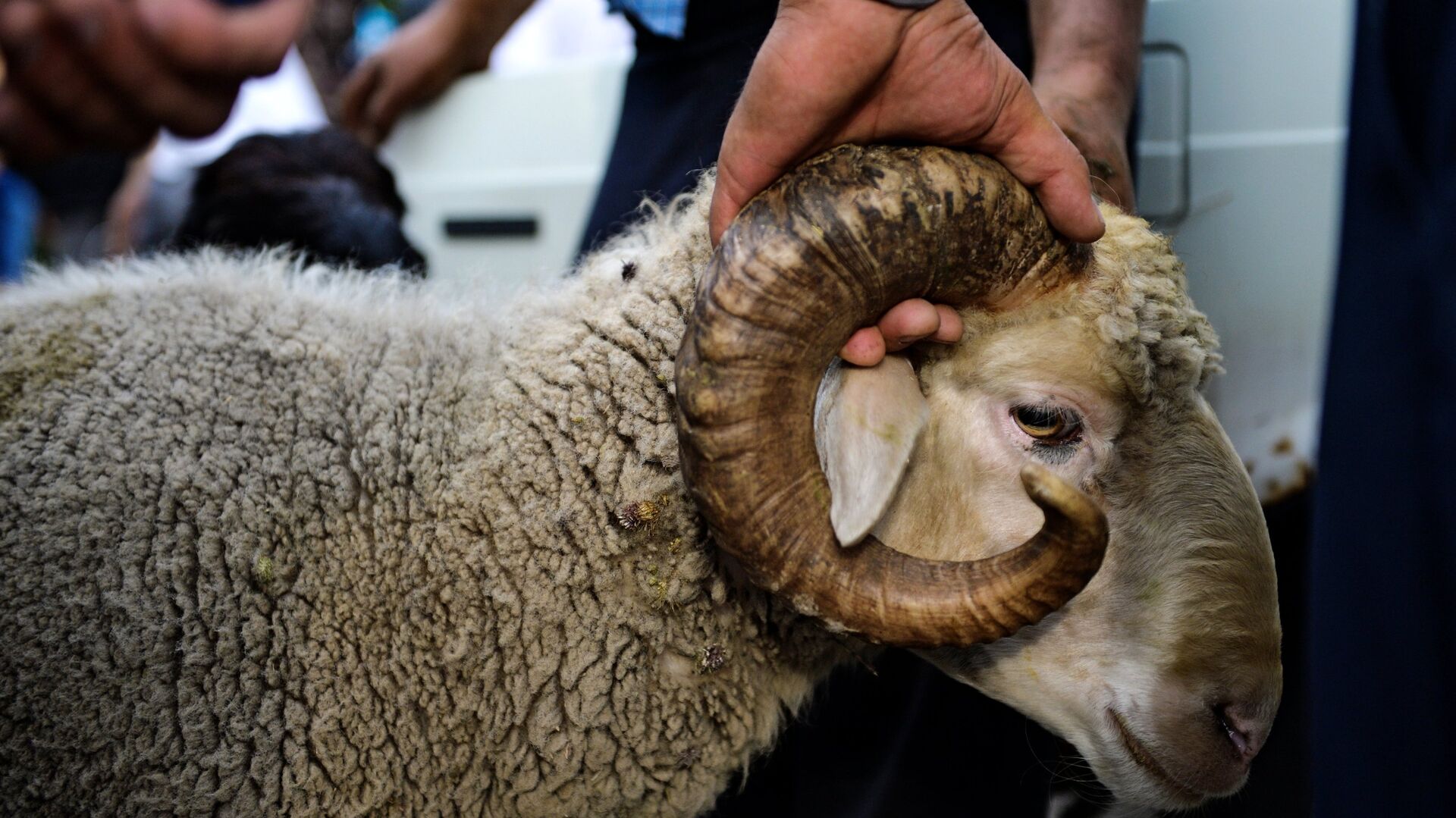 При жертвоприношении на Курбан-байрам в Турции пострадали 16 тысяч человек
