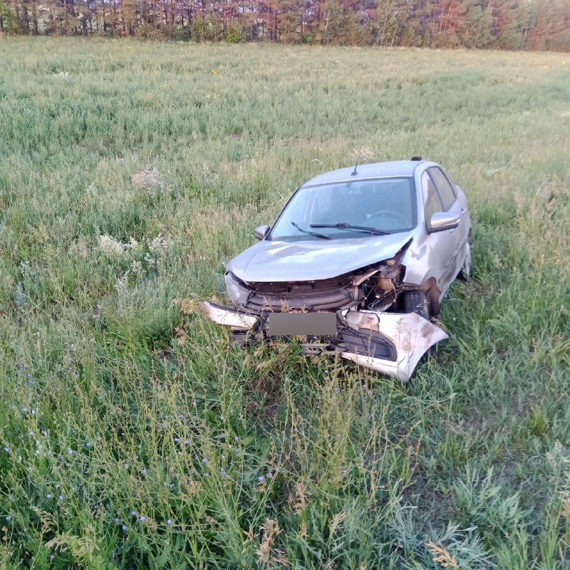 В Татарстане водители насмерть сбили двух кабанов и косулю