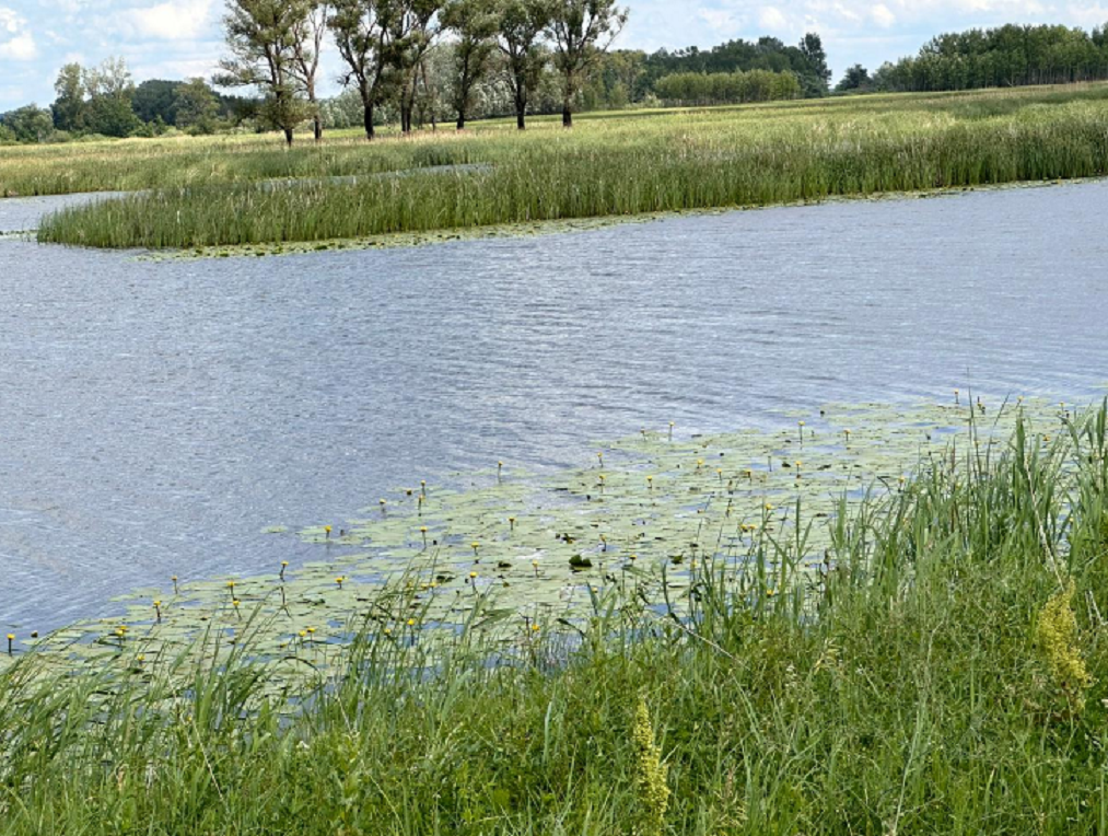 Татарстанцам рассказали, как определить чистоту воды в реках и озерах