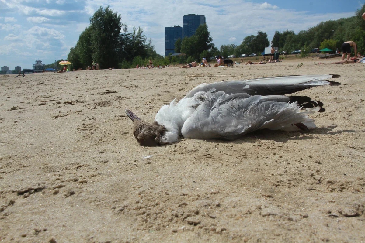 Татарстанцам рассказали, на каких пляжах опасно купаться