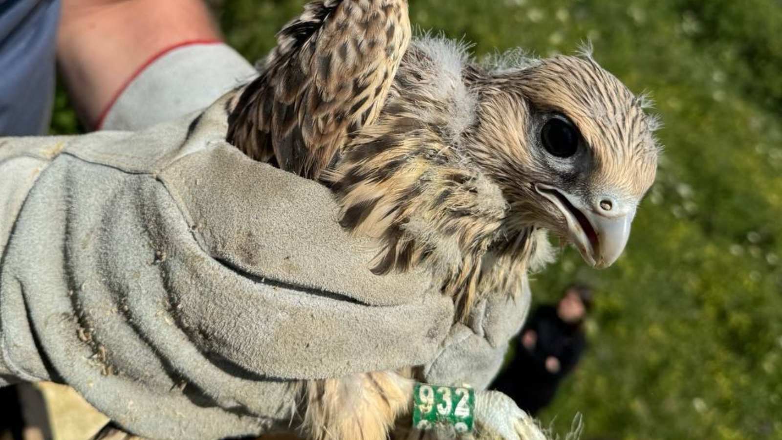 В Татарстан завезли 10 краснокнижных соколов-балобанов