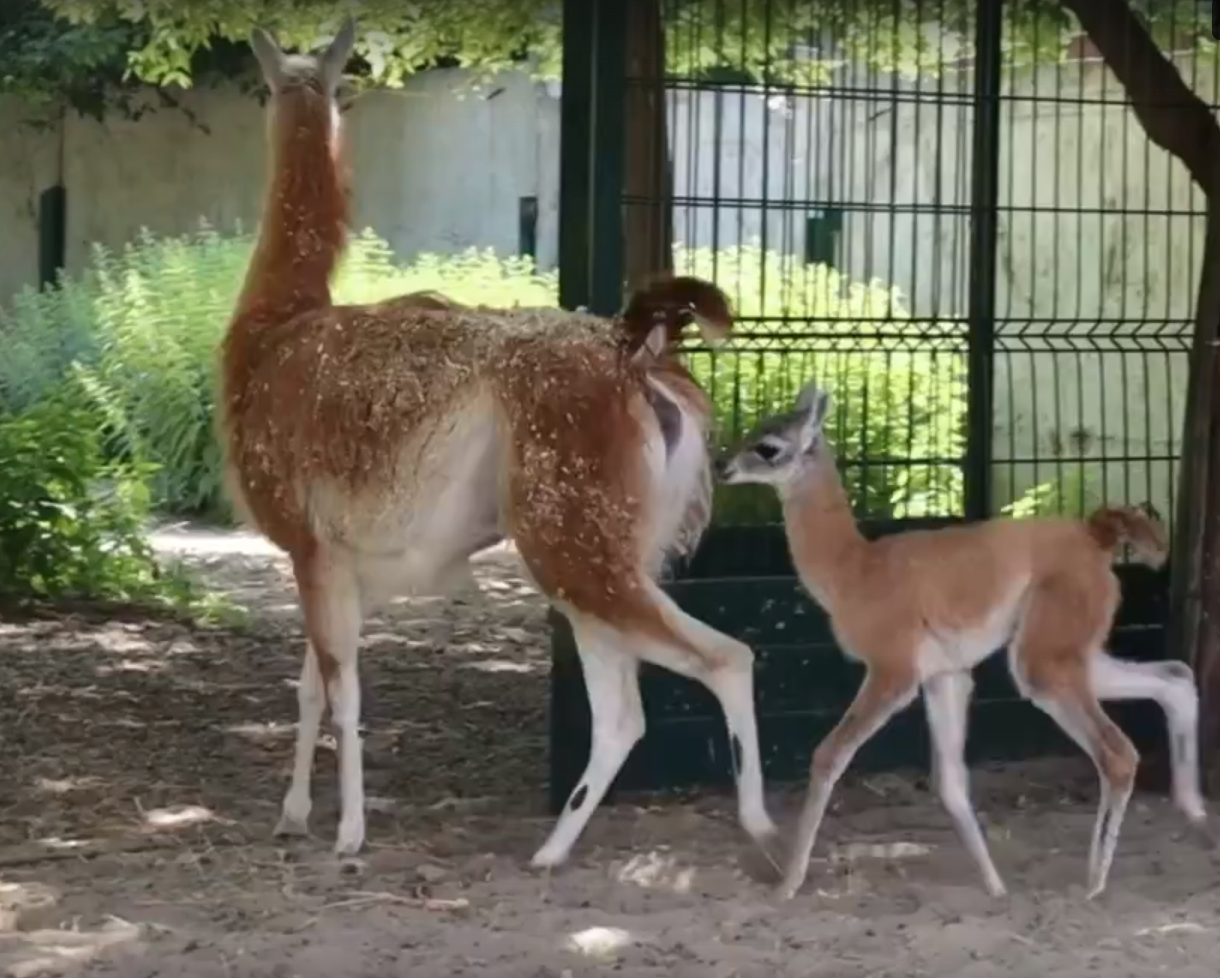В казанском зоопарке родился детеныш Гуанако