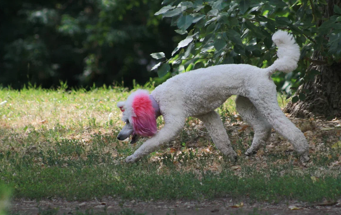 Закон о штрафах за отказ убирать за собакой намерены принять осенью