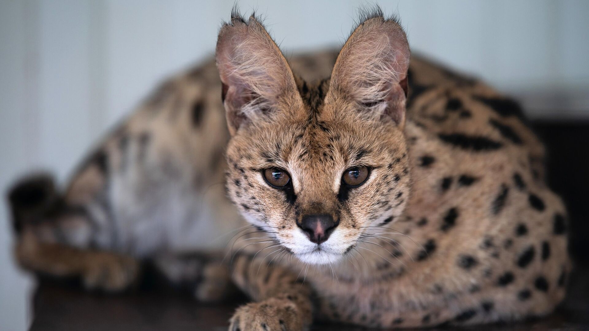 В России хотят усилить наказание за содержание диких животных в домах