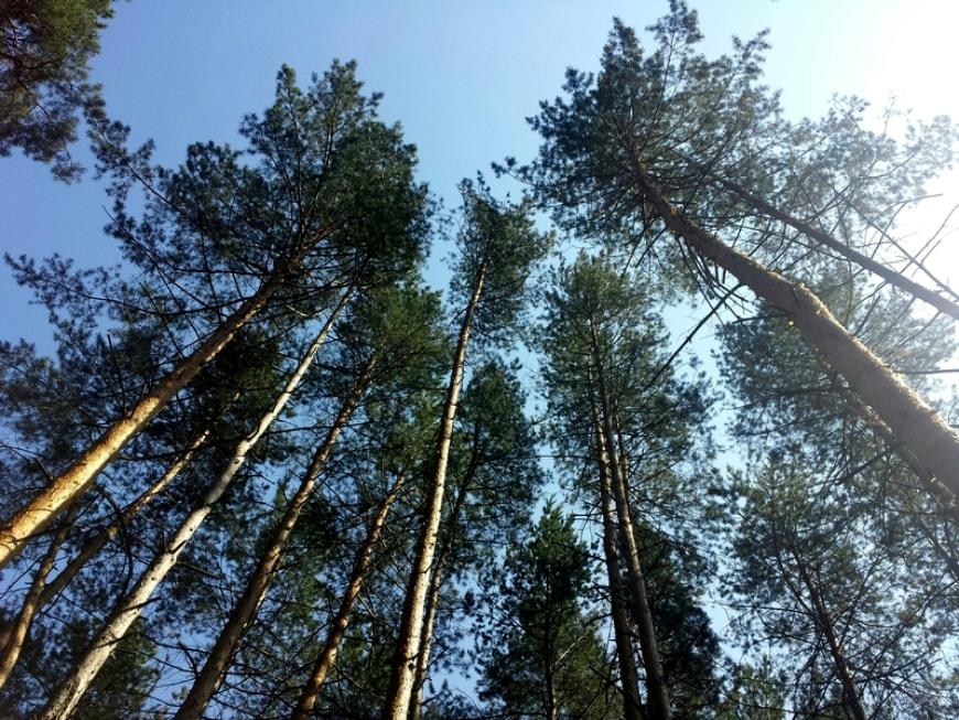 План по строительству противопожарных дорог в Татарстане выполнен на 53%