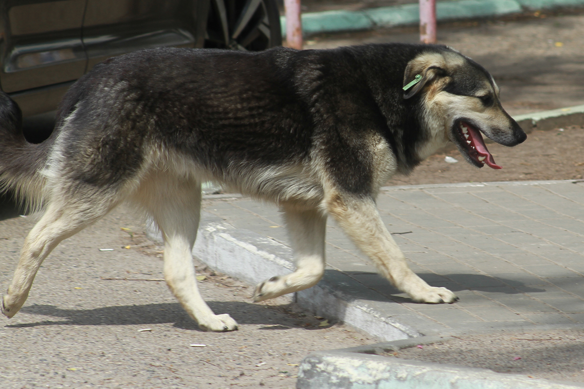 Конституционный суд запретил убивать бездомных животных без веских причин