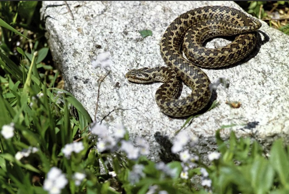 Татарстанцам рассказали, что делать при укусе гадюки