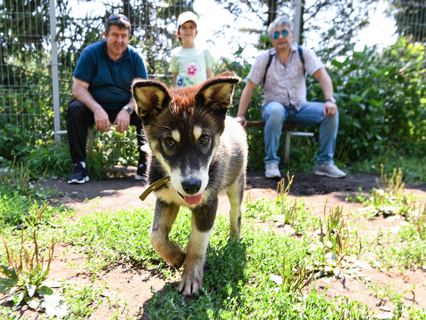 Жители Казани забрали шесть собак после акции «Лапа дружбы»