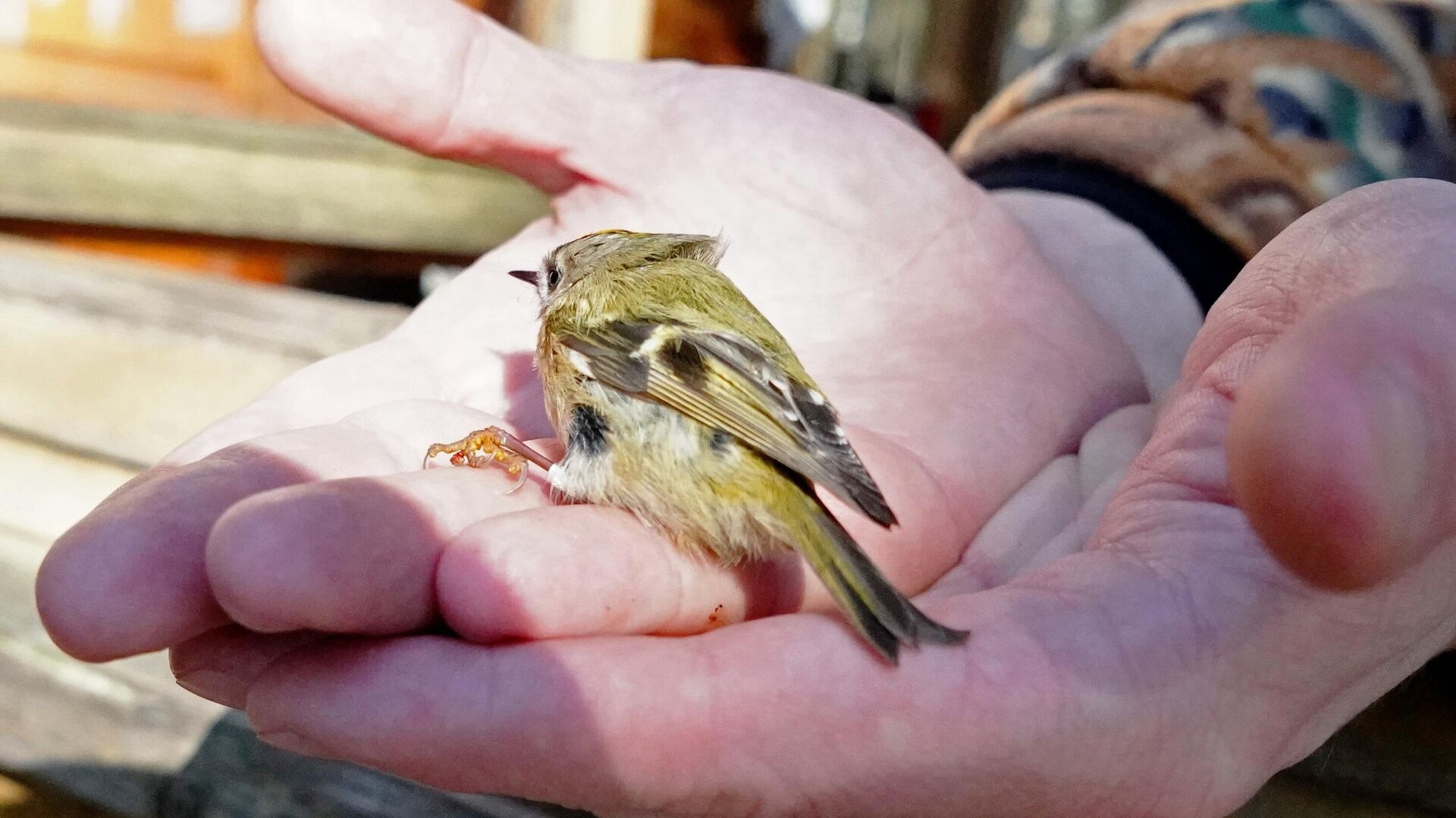 Эксперты рассказали, как татарстанцам поступать при «птицепаде»