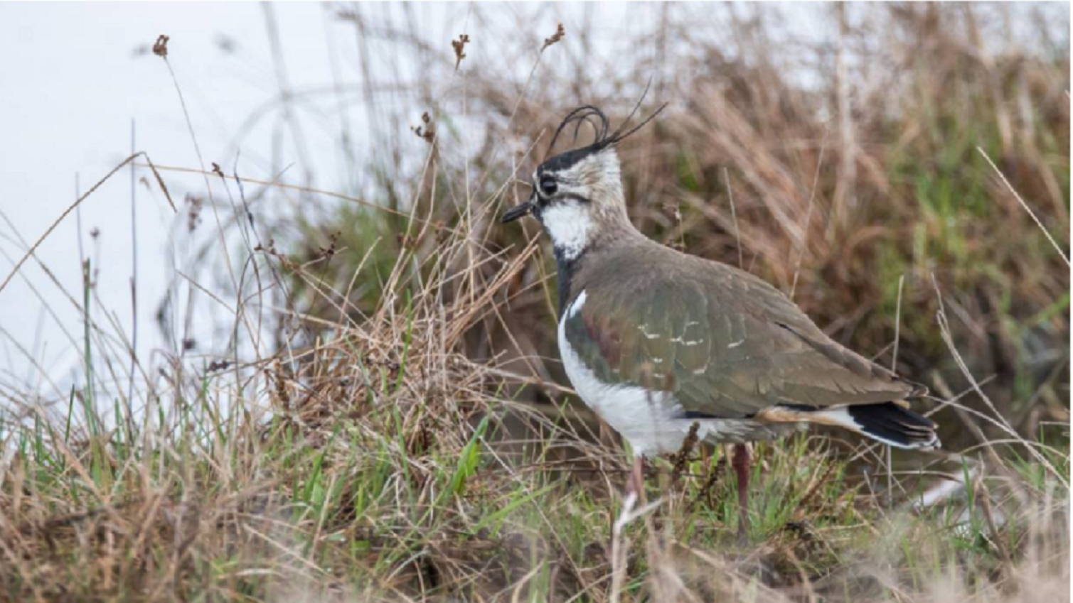 В Татарстане разрешена охота на болотно-луговую дичь