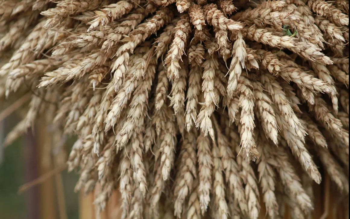 Минниханов поручил провести все сельхозработы в установленные сроки