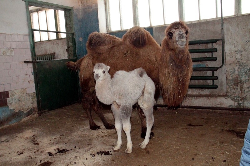 Для верблюдов в Татарстане организовали «дом престарелых»