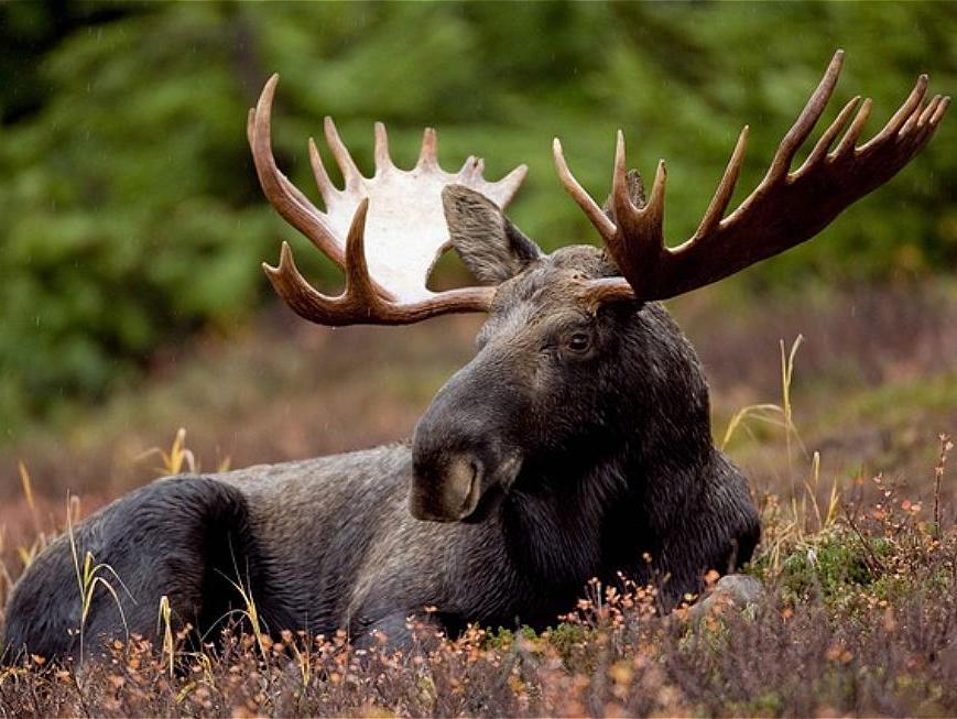 В ДТП в Татарстане с начала года погибли 125 диких животных