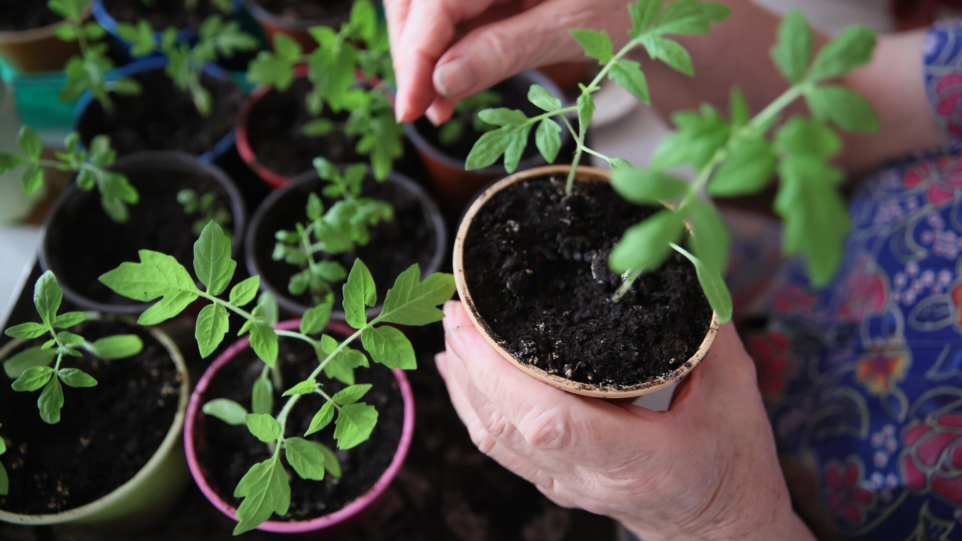 Владимир Путин поручил защищать растения