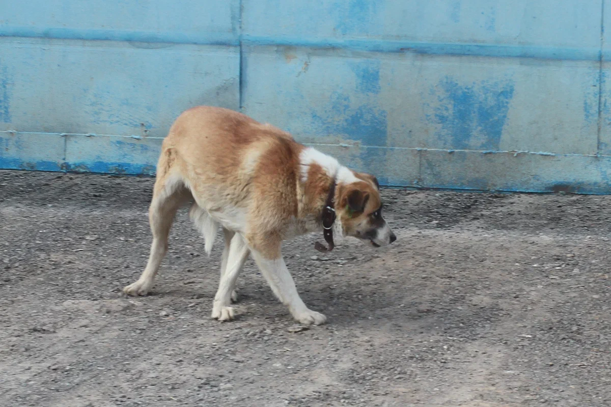 Полицейские начали проверку жестокого убийства собаки в Татарстане