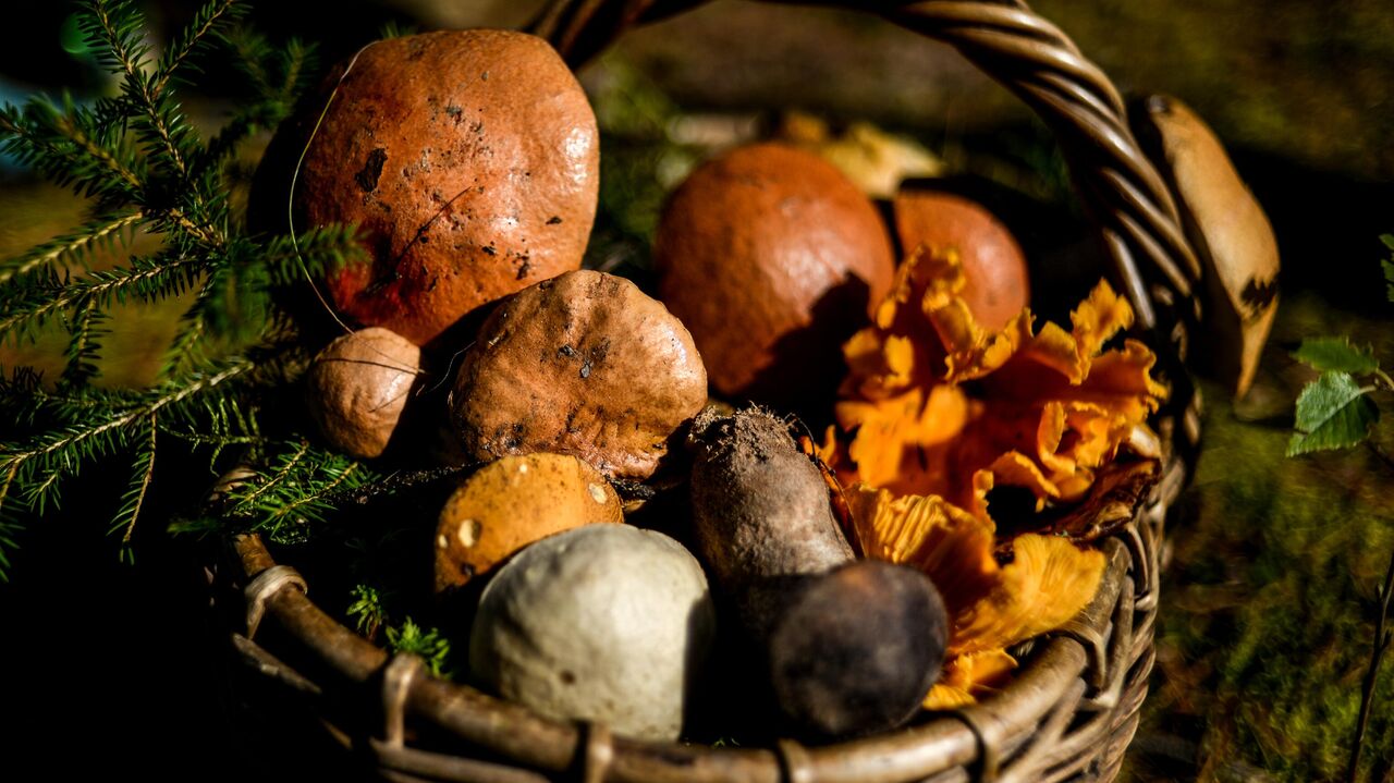 Россиянам рассказали, за сбор каких видов грибов можно получить штраф