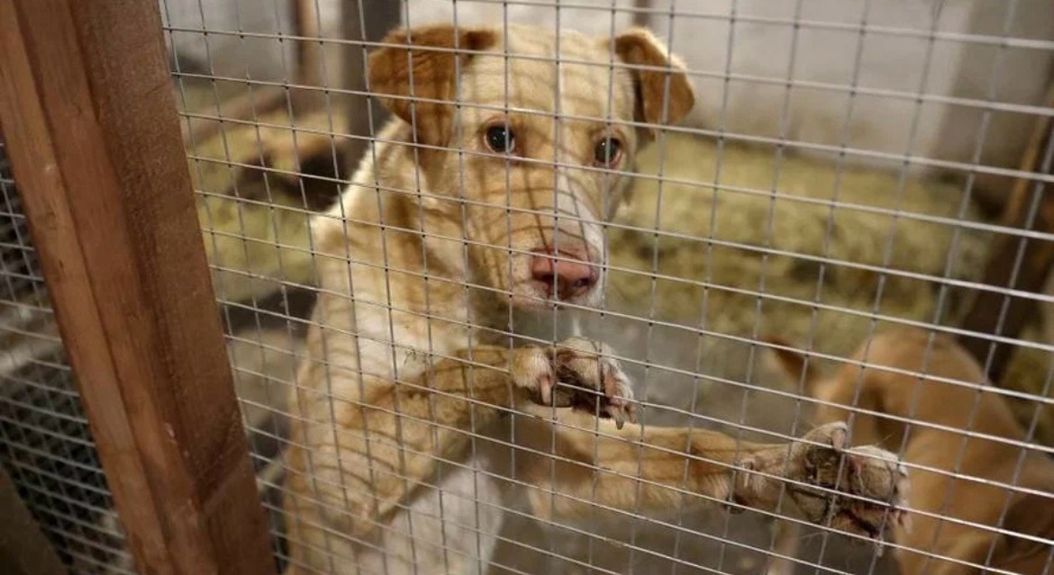 Казанский зооботсад запустил акцию «Прояви свою заботу!»