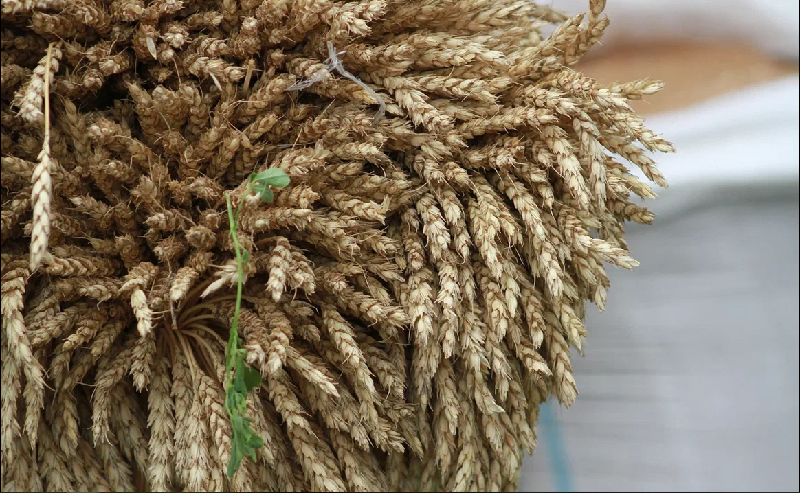 Минсельхоз Татарстана поделился итогами развития АПК в условиях контрсанкций