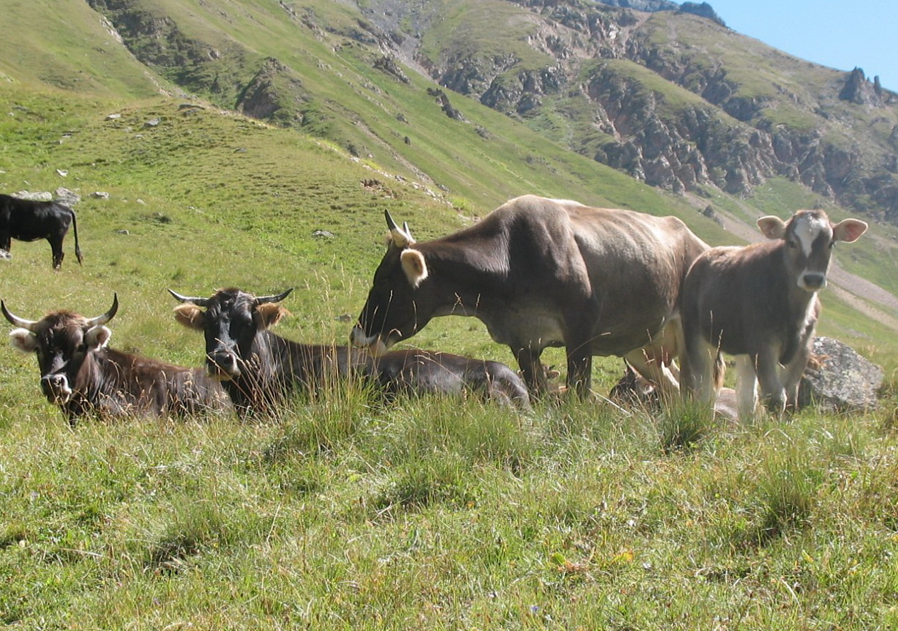 Татарстан заработал на животноводстве 59,6 млрд рублей, рост составил 19%