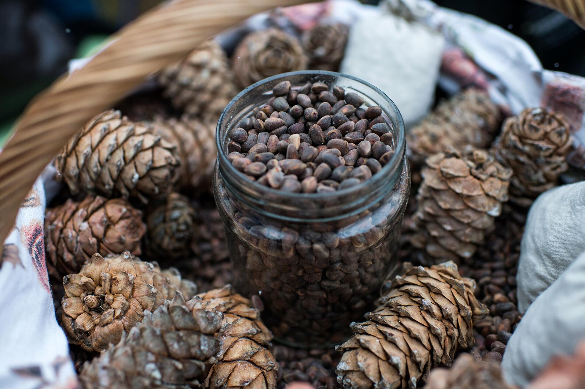 В первом чтении принят закон об ограничении сбора кедрового ореха в России