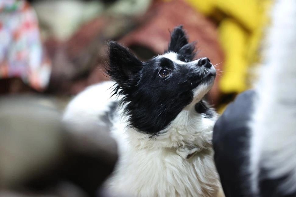 В России планируют ужесточить наказание за агрессивных собак
