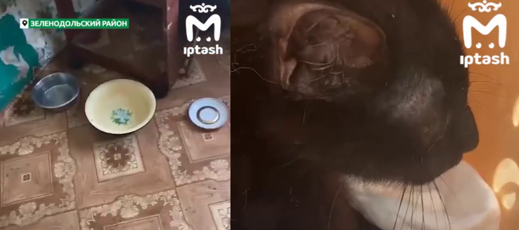 Псевдоволонтер замучила 40 животных в Башкирии и сбежала в Татарстан