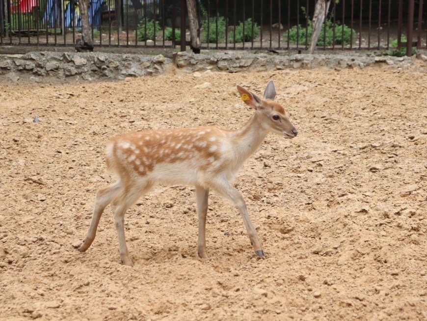Казанский зооботсад пополнился пятнистым олененком