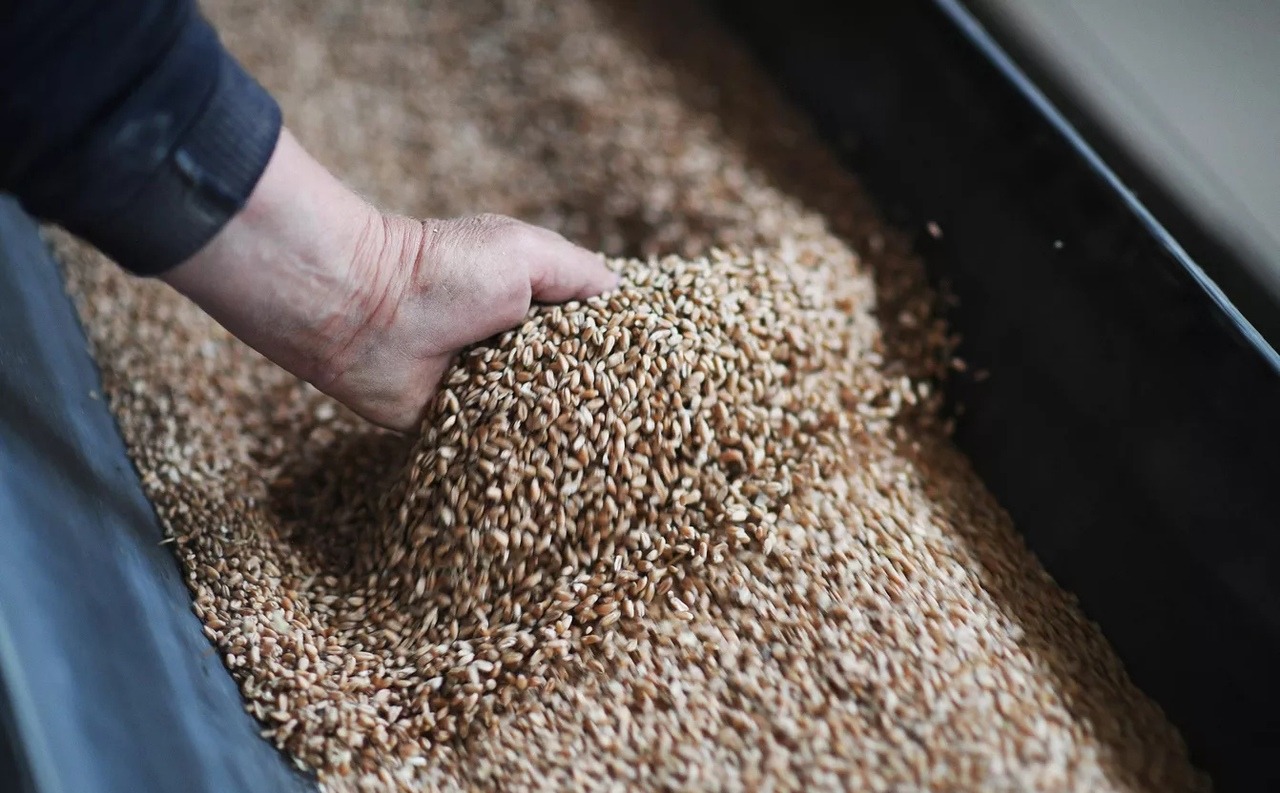 Производство сельхозпродукции в России с 2000 года выросло на 87%